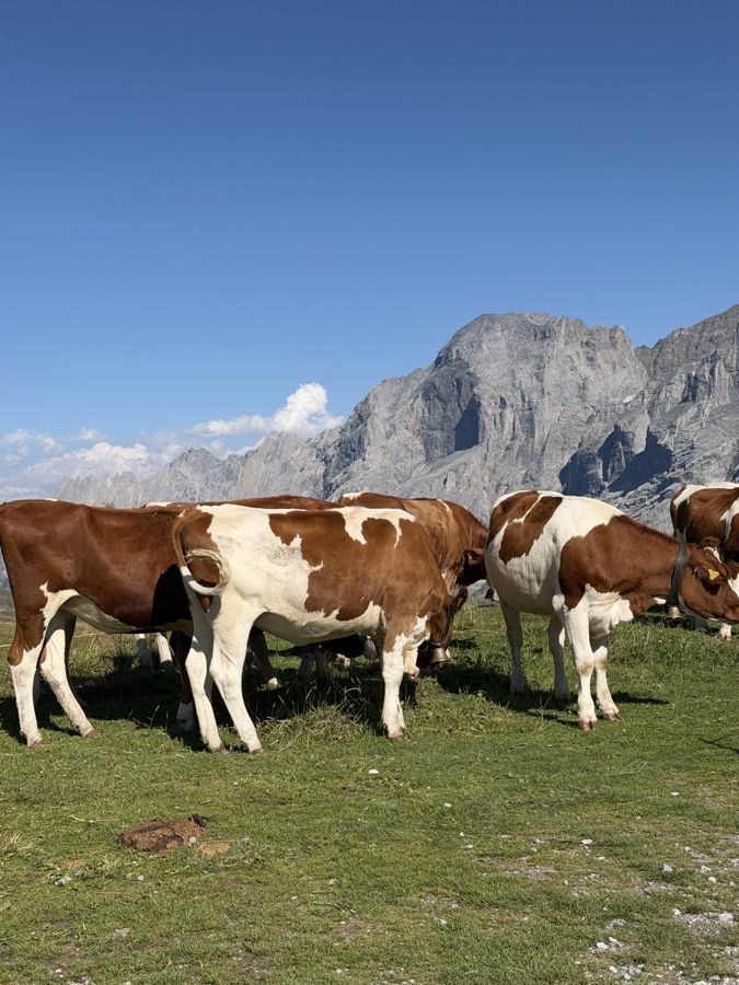 Brown and white cows grazing on a meadow below a rocky peak