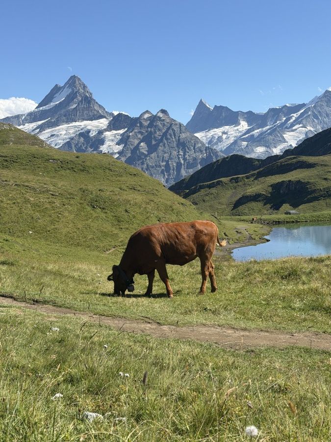 A brown cow on a green slope with snow-capped mountains beyond